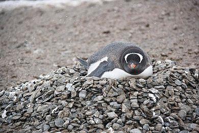 《窗台上的蝴蝶》宣传片 现已开放商店页面